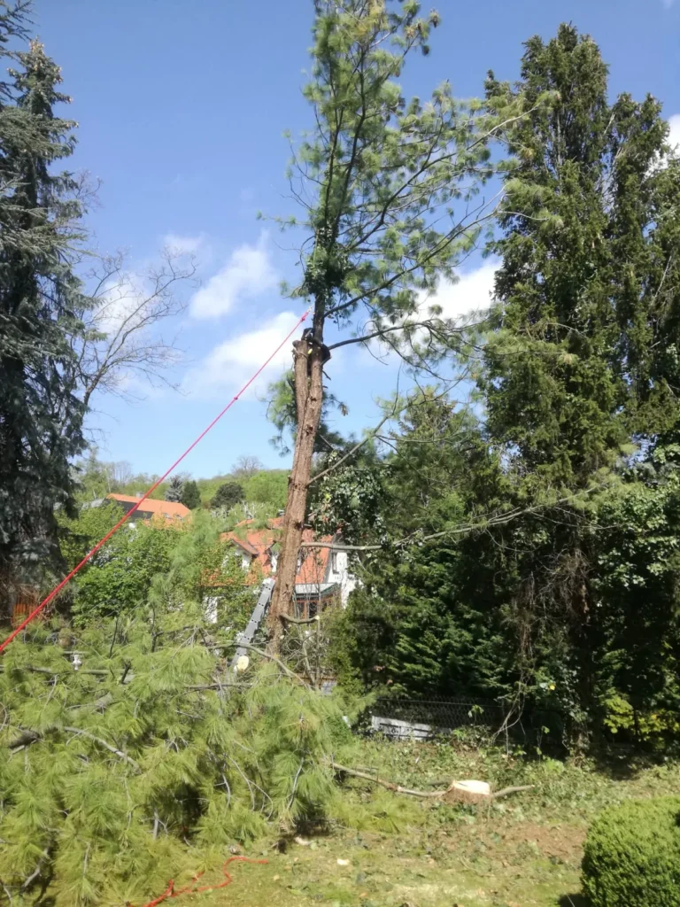 Baumschnitt mit Sicherungsseil – kontrollierte Fällung oder Rückschnitt zur Gartenpflege