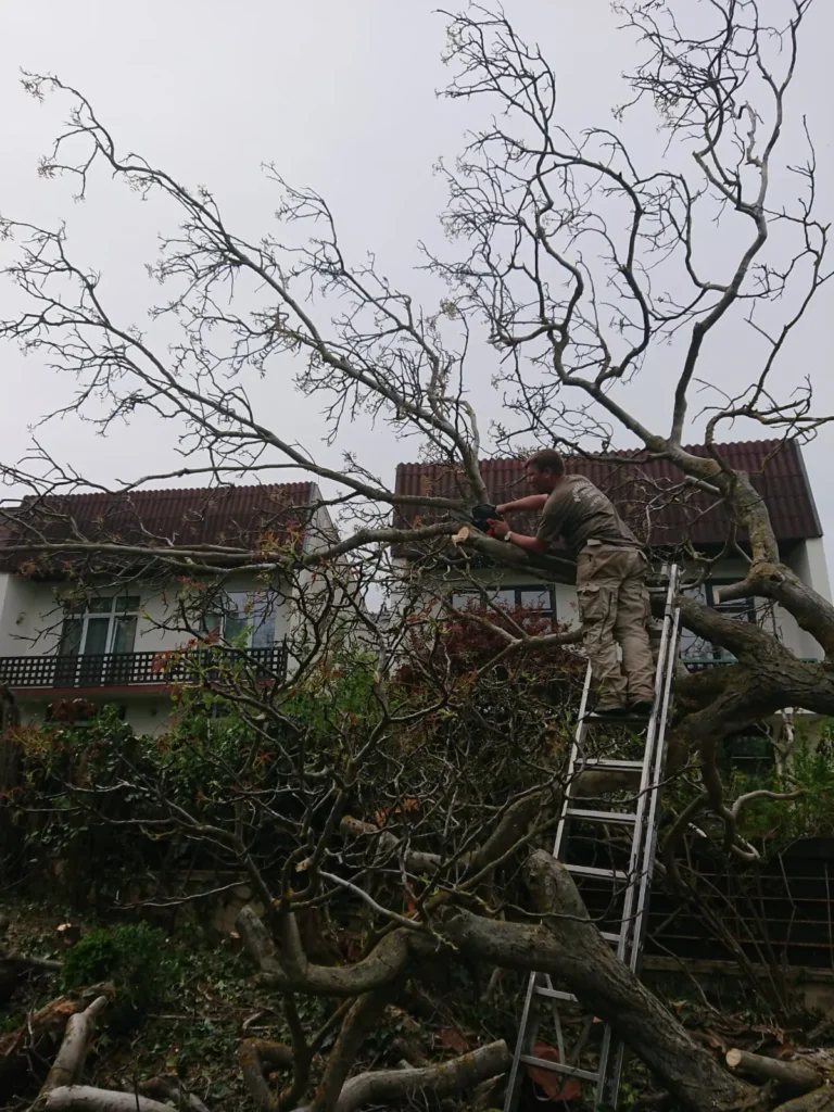 Gefällter Baum wird zerkleinert – Teil der Rodung oder Entfernung von Gehölz im Gartenbereich