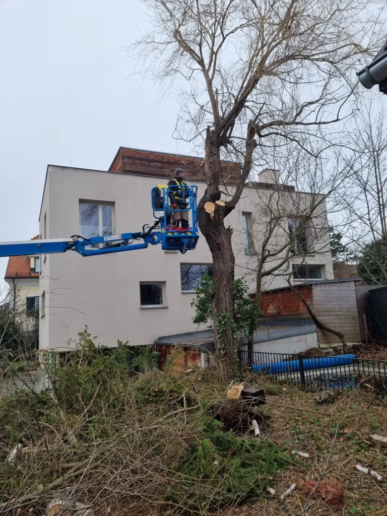 Baumschnitt mit Motorsäge von Hubarbeitsbühne – Rückschnitt hoher Äste mit gesicherter Arbeitsweise